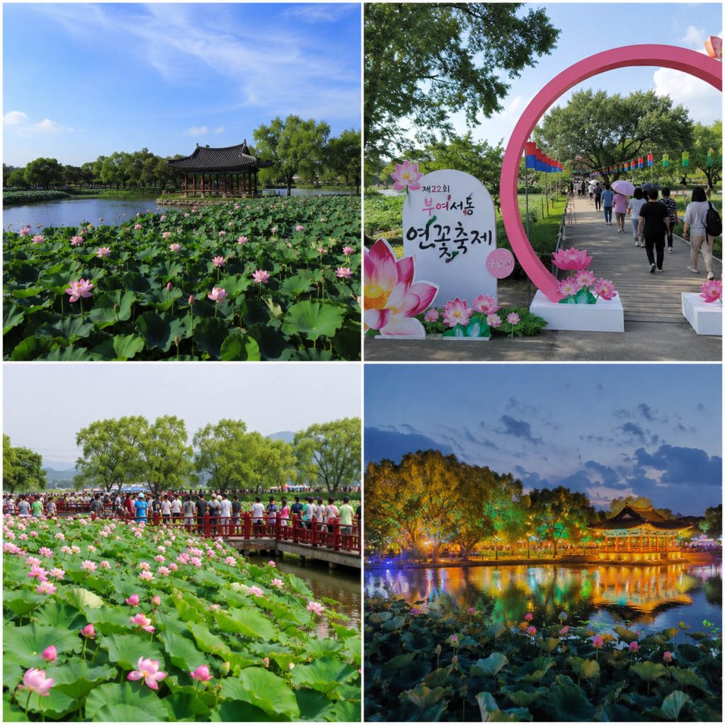 Buyeo Seodong Lotus Festival