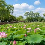 扶余薯童莲花节 / 日程、地点、门票、从首尔前往的方法、必玩精彩活动 buyeo lotus festival main stage