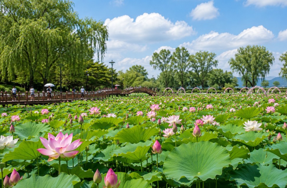 buyeo lotus festival main stage